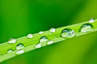 Close-up view of dew on green leaf