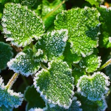 Frost on leaves.