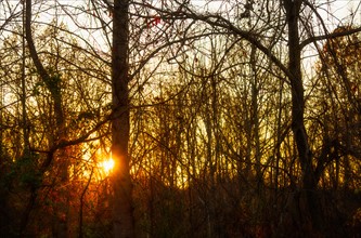 Autumn forest.