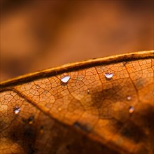 Detail of autumn leaf.