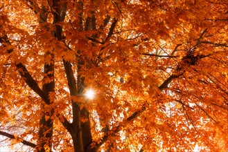 Autumn leaves on tree.
