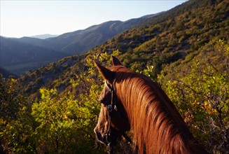 Head of horse standing in mountains. Photo : Kelly