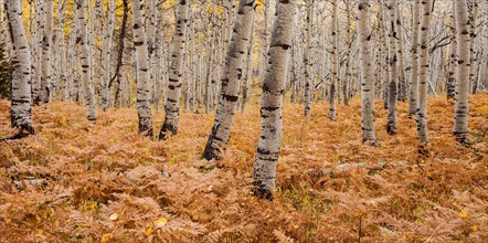 Aspen forest in autumn. Photo : Mike Kemp