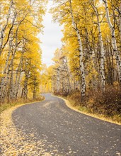 Road through forest in autumn. Photo : Mike Kemp