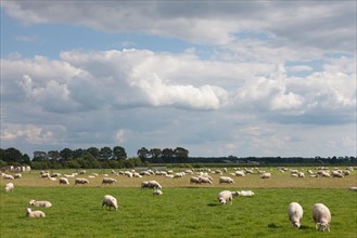 Flock of sheep on pasture. Photo : Jan Scherders