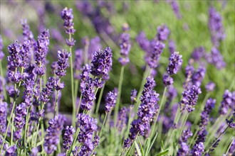 Close-up of lavender flowers. Photo : Jan Scherders