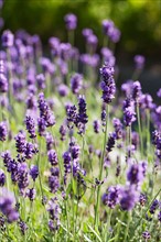 Close-up of lavender flowers. Photo: Jan Scherders