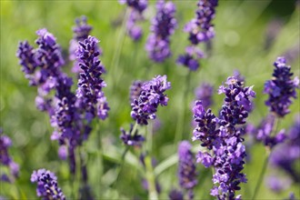 Close-up of lavender flowers. Photo: Jan Scherders