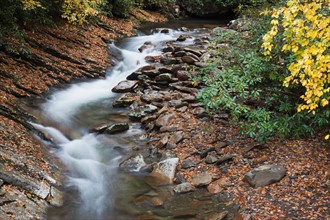 Small stream. Photo : Henryk Sadura