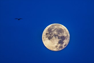 Full moon with silhouette of bird.