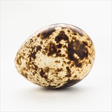 Studio shot of quail eggs.