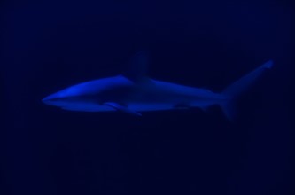 Side view of swimming shark