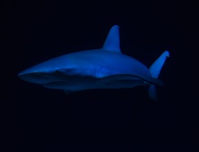 Side view of swimming shark