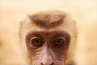 Close-up portrait of macaque monkey
