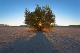 Tree on desert