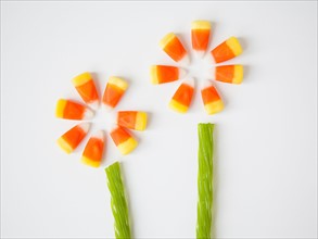 Studio Shot of candy corn imitating flowers
