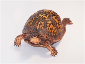 Studio shot of turtle