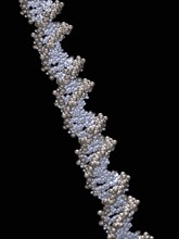 3D model of double helix
