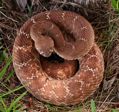 Rattlesnake coiled in grass