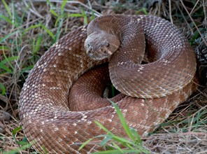 Rattlesnake coiled in grass