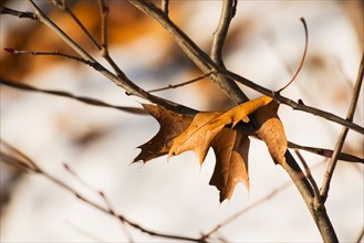Leaf on twig. Walden Pond, Concord, Massachusetts.