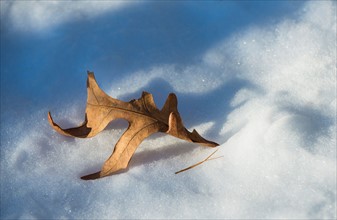 Leaf on snow. Walden Pond, Concord, Massachusetts.