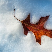 Leaf on snow. Walden Pond, Concord, Massachusetts.