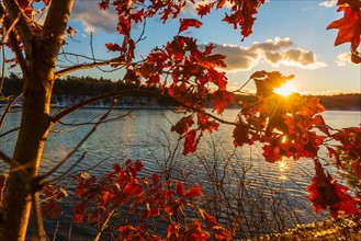 Autumn leaves. Walden Pond, Concord, Massachusetts.