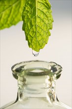 Studio shot of liquid falling from leaf into bottle