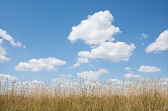 Clouds over meadow