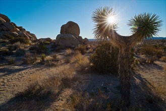 Yucca tree on desert