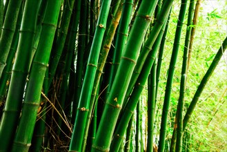 Bamboo grove. Jamaica.