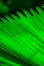 Close-up of palm leaf. Jamaica.
