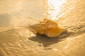 Conch shell on beach. Jamaica.