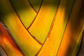 Close-up of palm tree. Jamaica.