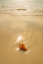 Conch shell on beach. Jamaica.