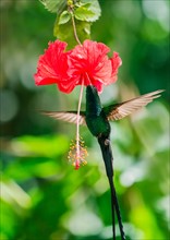 Hummingbird feeding with flower nectar. Jamaica.