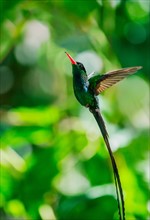 Hummingbird in flight. Jamaica.