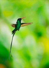 Hummingbird in flight. Jamaica.