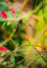 Hummingbird perching on twig. Jamaica.