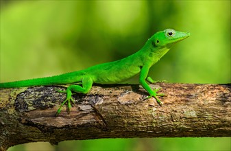 Green gecko on branch. Jamaica.