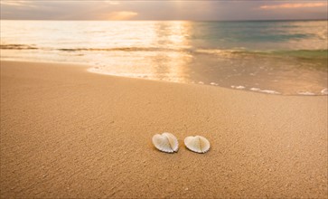 Shells on beach. Jamaica.