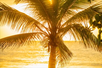 Silhouette of palm tree. Jamaica.