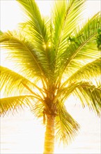 Palm tree. Jamaica.