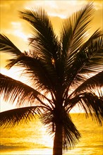 Silhouette of palm tree. Jamaica.