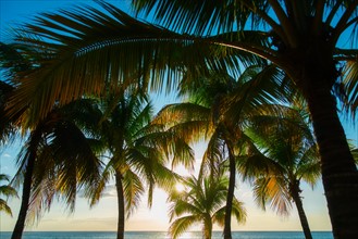 Palm trees and sea. Jamaica.