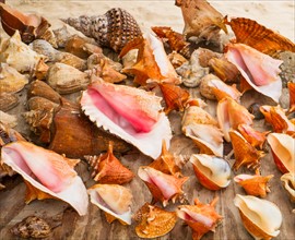 Sea shells for sale. Jamaica.