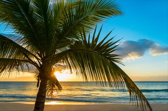 Palm tree on beach at sunset. Jamaica.