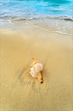 Shell on beach. Jamaica.