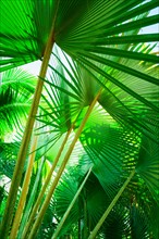 Palm leaves. Jamaica.
